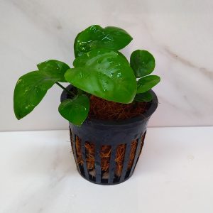 Anubias Barteri Small
