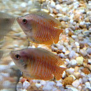Dwarf Gourami