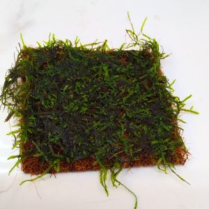 Java Moss Coco Fiber 4x4