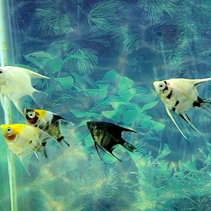 Assorted Angelfish Small