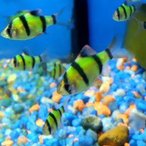 Barb Electric Green Glo Fish