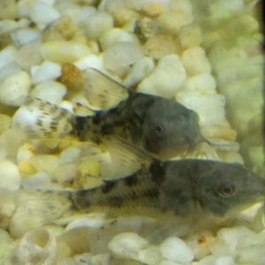 Corydoras Pepper