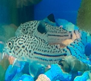Corydoras Sterbai
