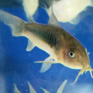 Corydoras Bronze