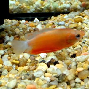 Fire Red Dwarf Gourami