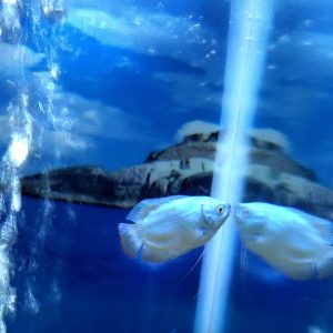 Powder Blue Dwarf Gourami