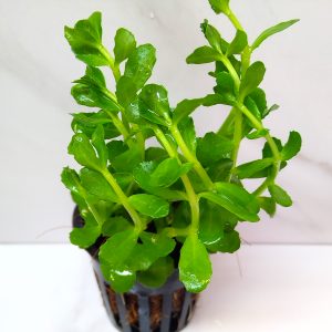 Bacopa Monnieri