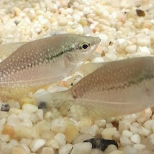 Pearl Gourami