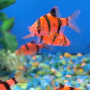 Barb StarFire Red Glo Fish