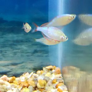 Dwarf Neon Rainbowfish