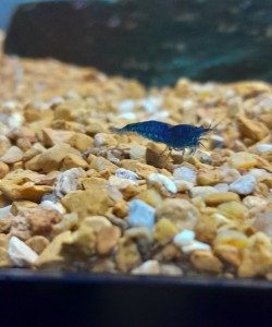 Blue Dream Shrimp