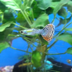 Assorted Cobra Guppy Males