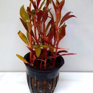 Alternanthera Reineckii Mini