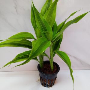 Dracaena Sanderiana Victory