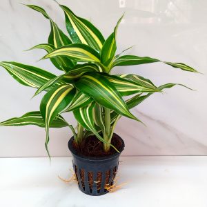 Dracaena Sanderiana White