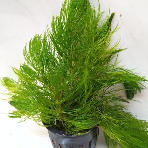 Demersum Ceratophyllum