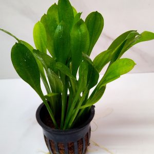 Echinodorus Grisebachii 'Tropica'