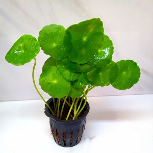Hydrocotyle Verticillata