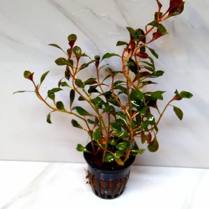 Ludwigia Repens Rubin