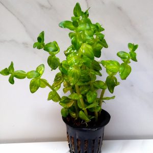Bacopa Lanigera Variegata