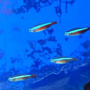 Cardinal Tetra