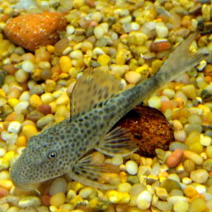 Common Pleco large