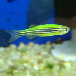 Danio Electric Green Glo Fish