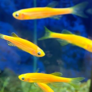 Danio Sunburst Orange Glo fish