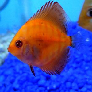 Discus Red Panda