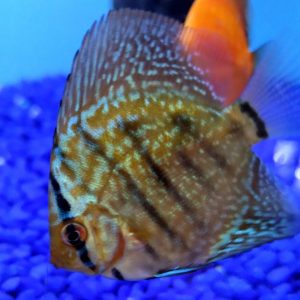 Discus Blue Snakeskin
