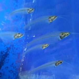 Glass Catfish
