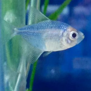 Tetra Comso Blue Glo Fish
