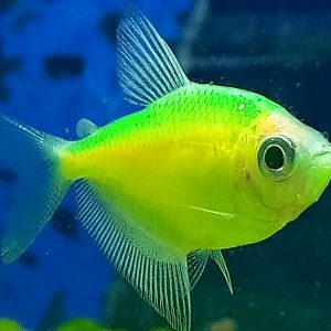 Tetra Electric Green Glo Fish