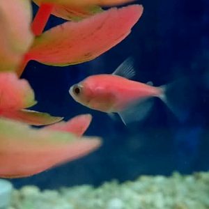 Tetra Moon Rise Pink Glo Fish