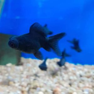 Black Moor Goldfish med