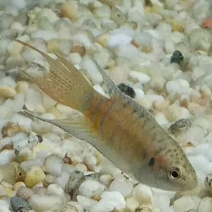 Paradise Gourami