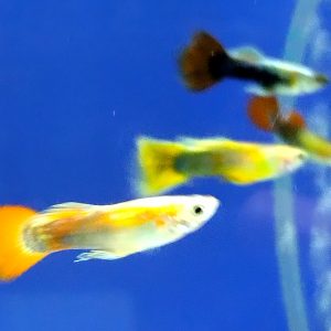 Assorted Fancy Guppies Males