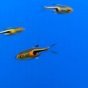 Harlequin Rasbora