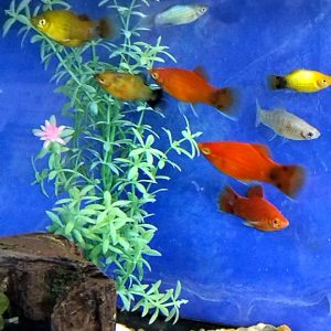 Platy Assorted