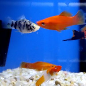 Swordtail Assorted