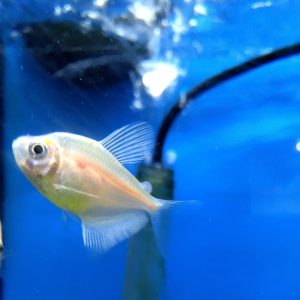 White Skirt Tetra