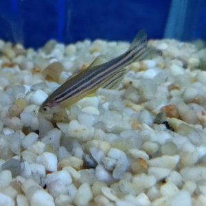 Zebra Danio