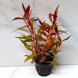 Alternanthera Reineckii