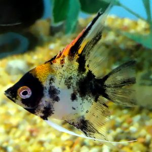 Angel Fish  2"