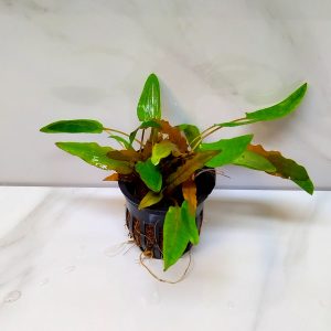 Cryptocoryne Wendtii Broad Leaf