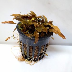 Cryptocoryne Wendtii Brown