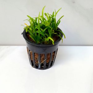 Sagittaria Subulata