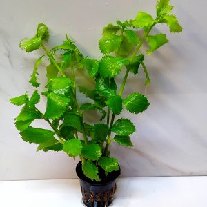 Hygrophila Difformis