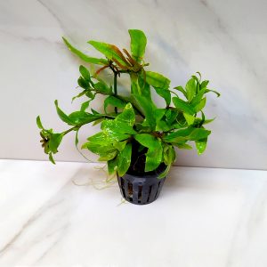Hygrophila Polysperma Rosanervig