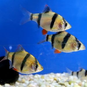 Tiger Barb